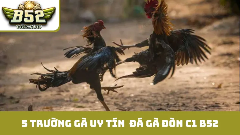5 trường gà uy tín cung cấp trận đấu đá gà đòn C1 B52