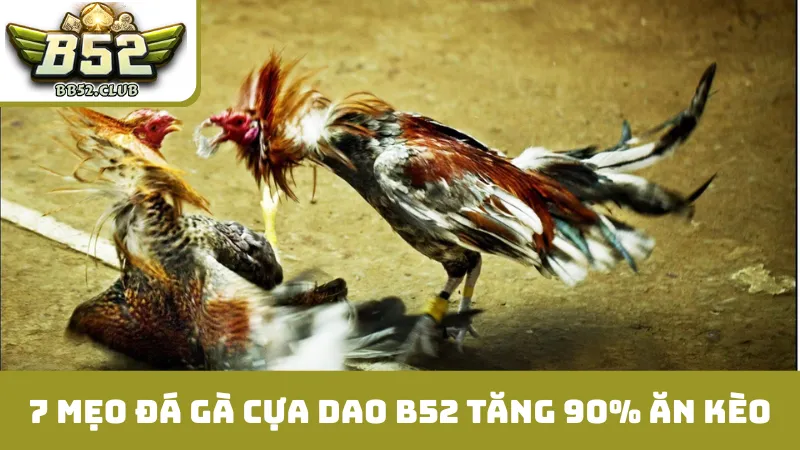 7 mẹo đá gà cựa dao B52 tăng 90% ăn kèo