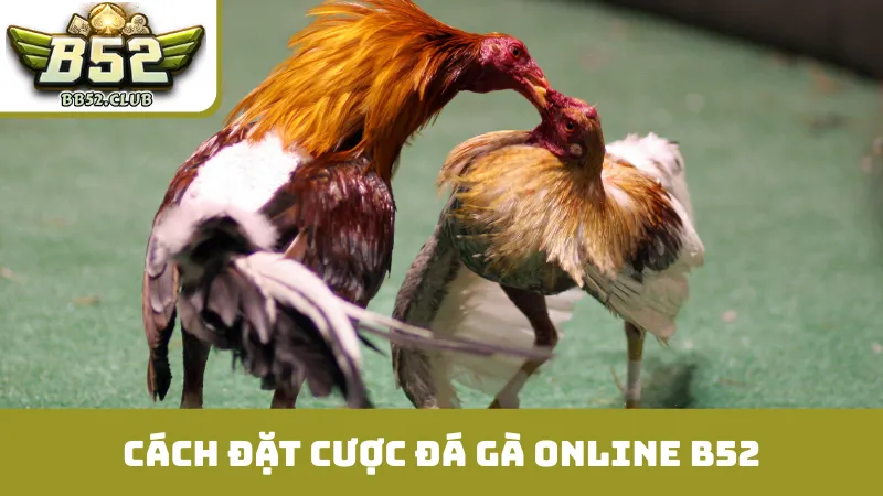 Cách đặt cược đá gà online B52 đơn giản, dễ hiểu
