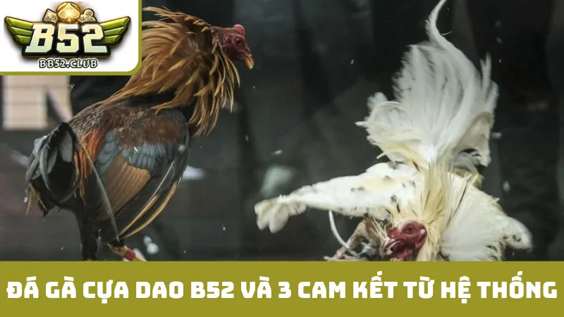 Đá gà cựa dao B52 và 3 cam kết từ hệ thống