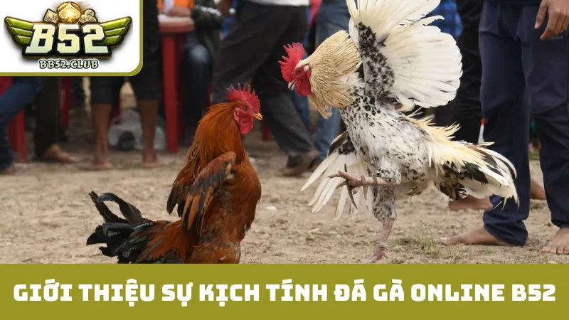 Giới thiệu sự kịch tính đá gà online B52
