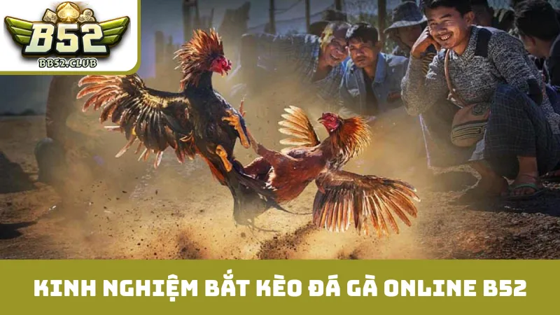 Kinh nghiệm bắt kèo đá gà online B52 hiệu quả 2025