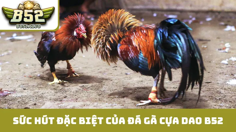 Sức hút đặc biệt của đá gà cựa dao B52