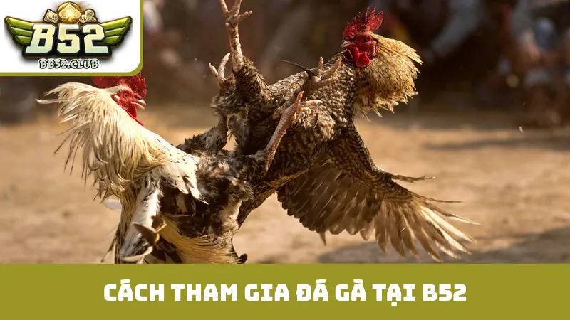 Cách tham gia đá gà tại B52 - 4 bước đơn giản