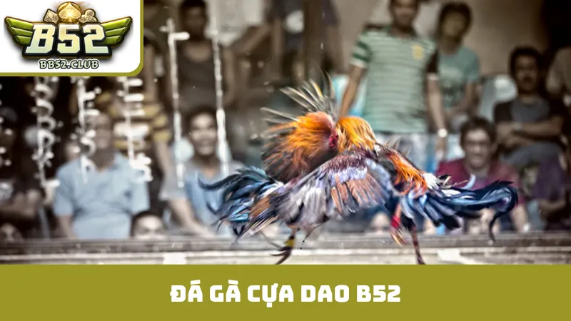 Đá Gà Cựa Dao B52