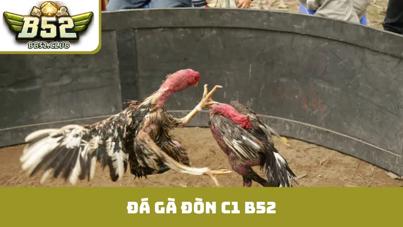 đá gà đòn c1 b52