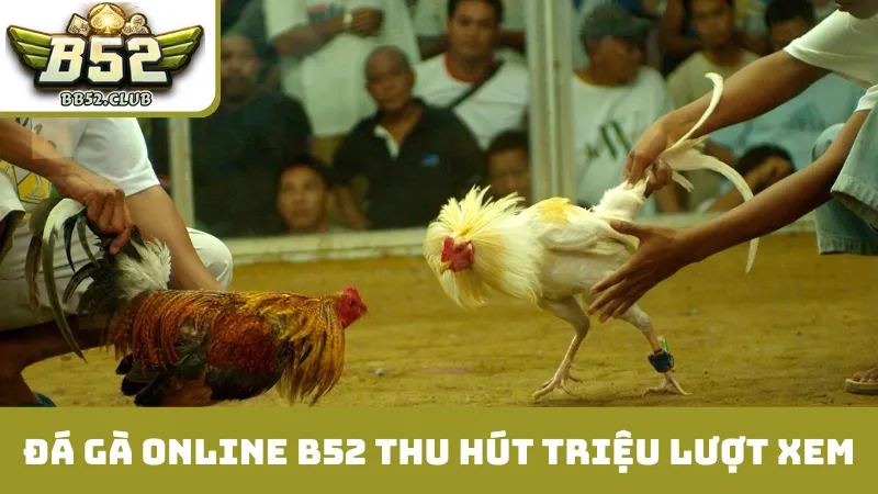 Lý do đá gà online B52 thu hút triệu lượt xem mỗi ngày