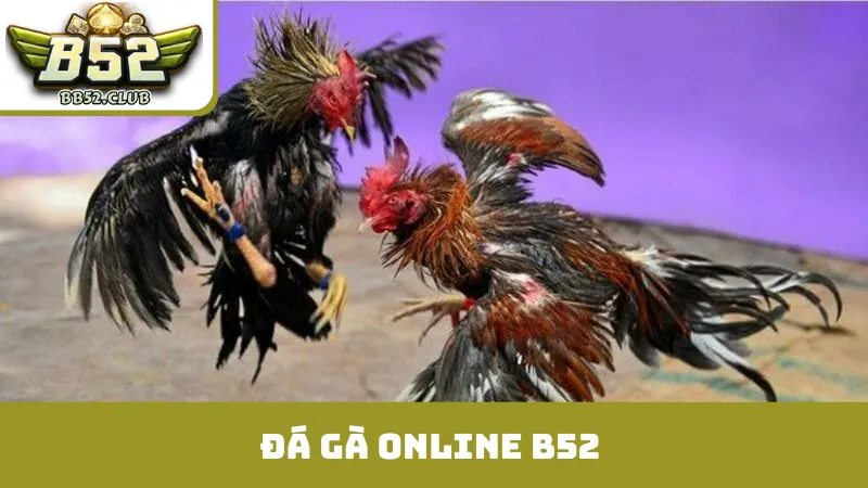 đá gà online B52