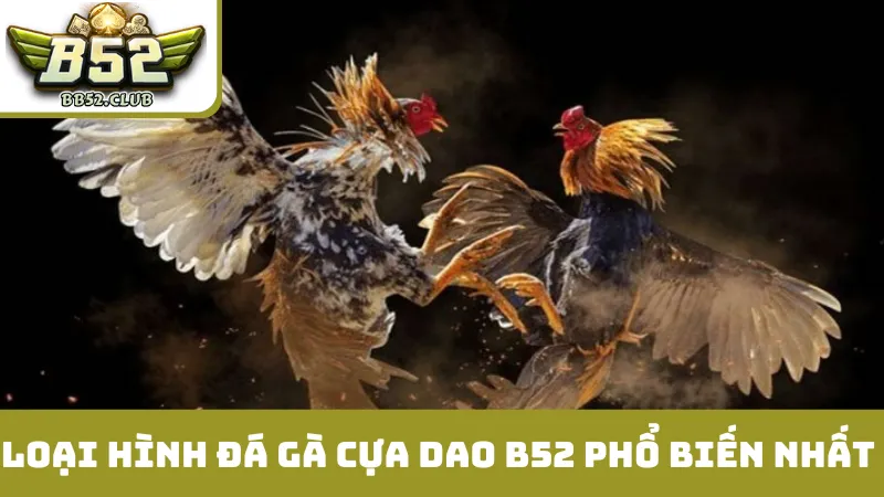 Những loại hình đá gà cựa dao B52 phổ biến nhất