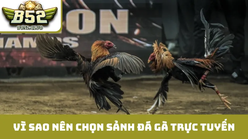 Vì sao nên chọn sảnh đá gà trực tuyến tại B52?